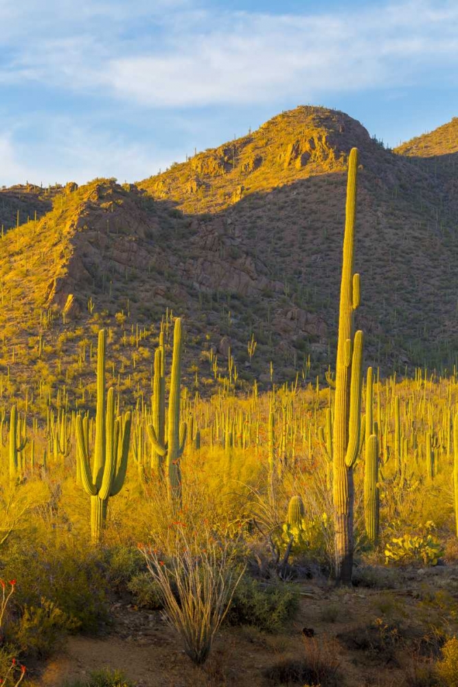 USA, Arizona, Tucson Desert sunset in Saguaro NP art print by Fred Lord for $57.95 CAD